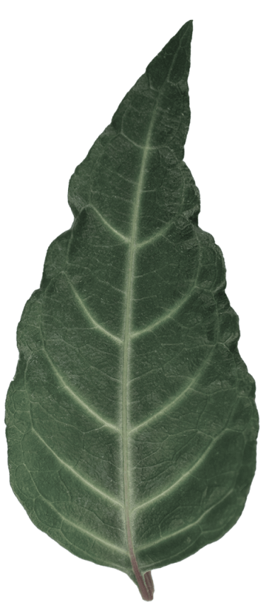 Lechuga