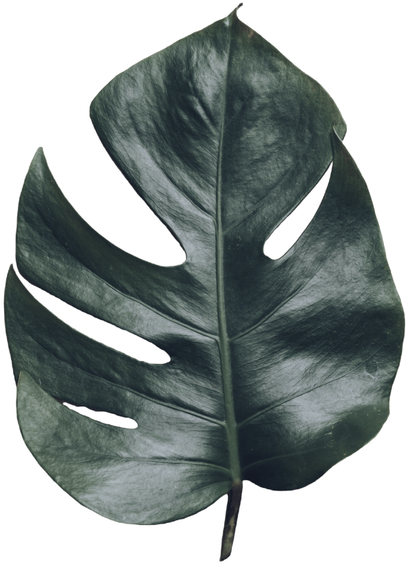 Monstera