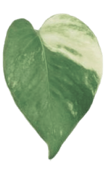 Pothos