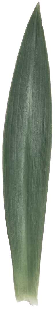 Sansevieria