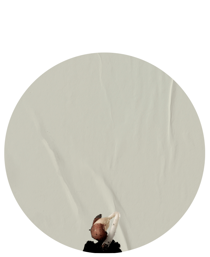 Semilla 1