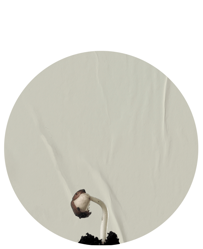 Semilla 2