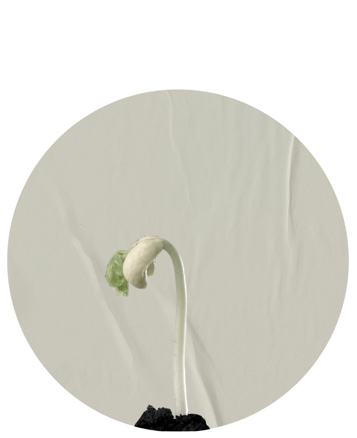 Semilla 3