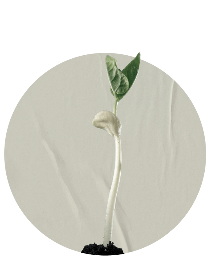 Semilla 4