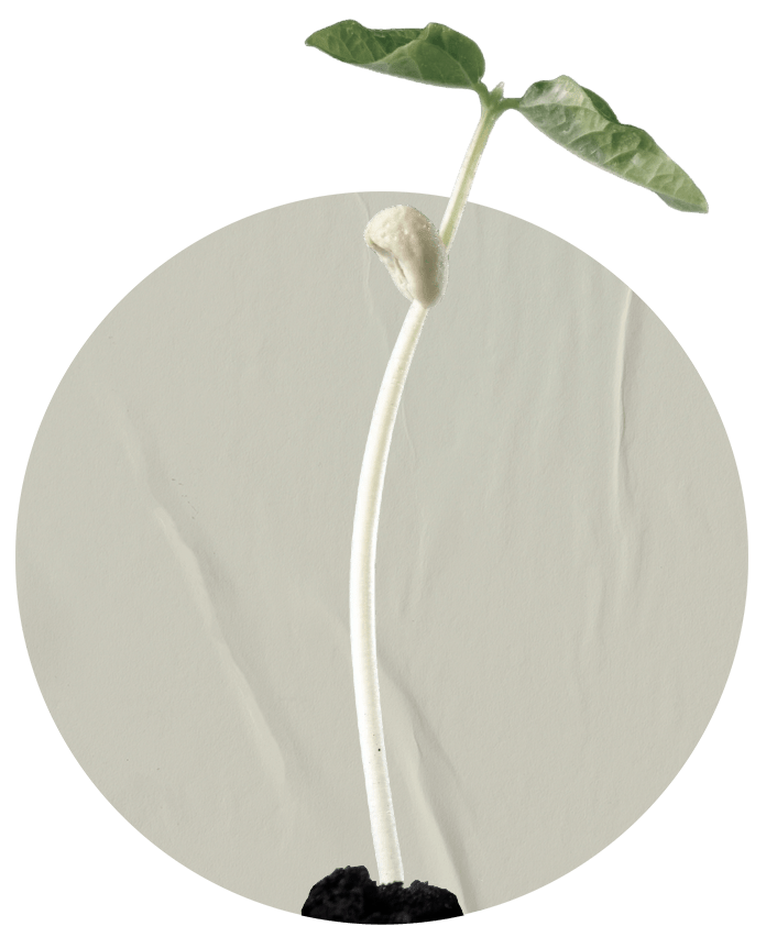 Semilla 5